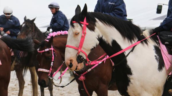 Unconventional Blue is Owner’s ‘Hippie’ Preakness Pony